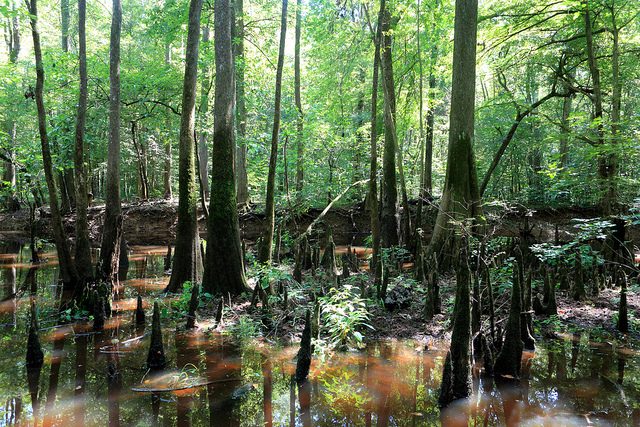 Congaree