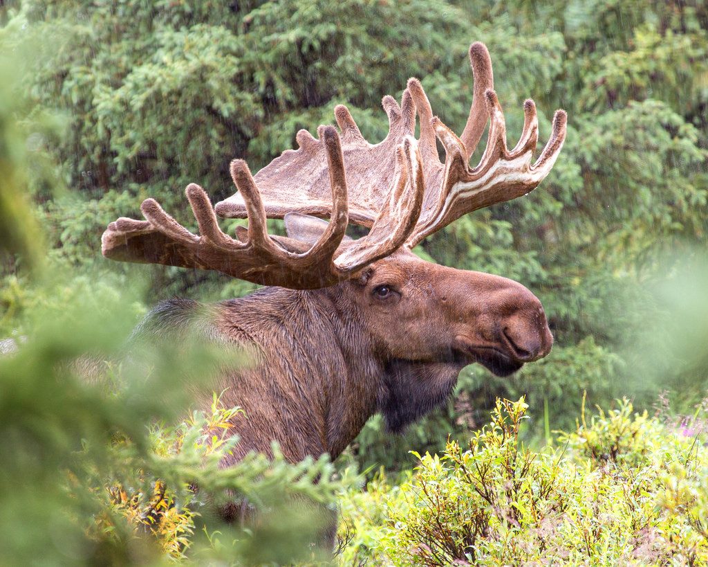 Denali