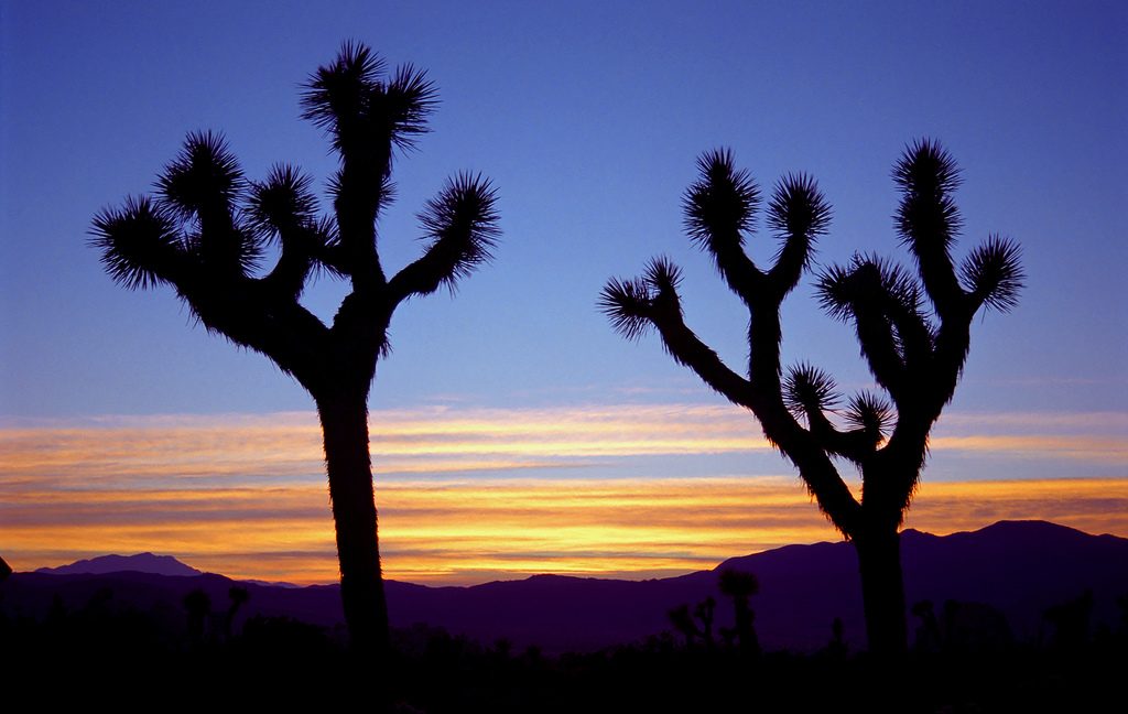 Joshua Tree