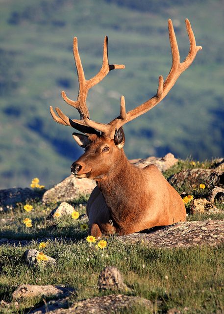 Rocky Mountain