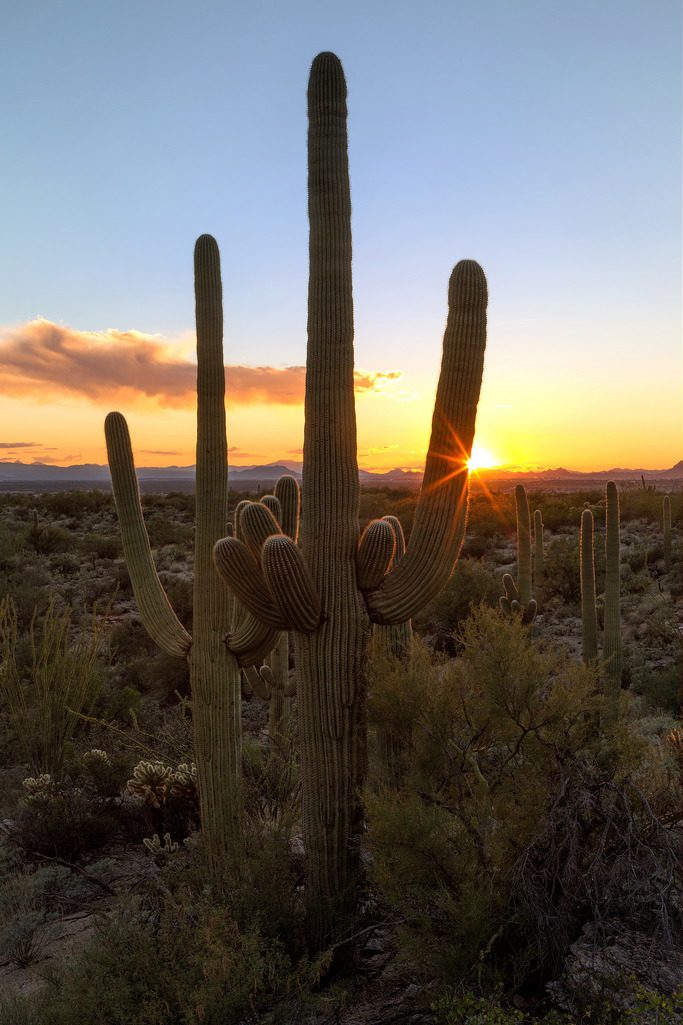 Saguaro