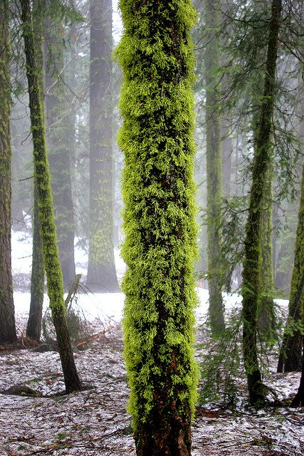 Sequoia